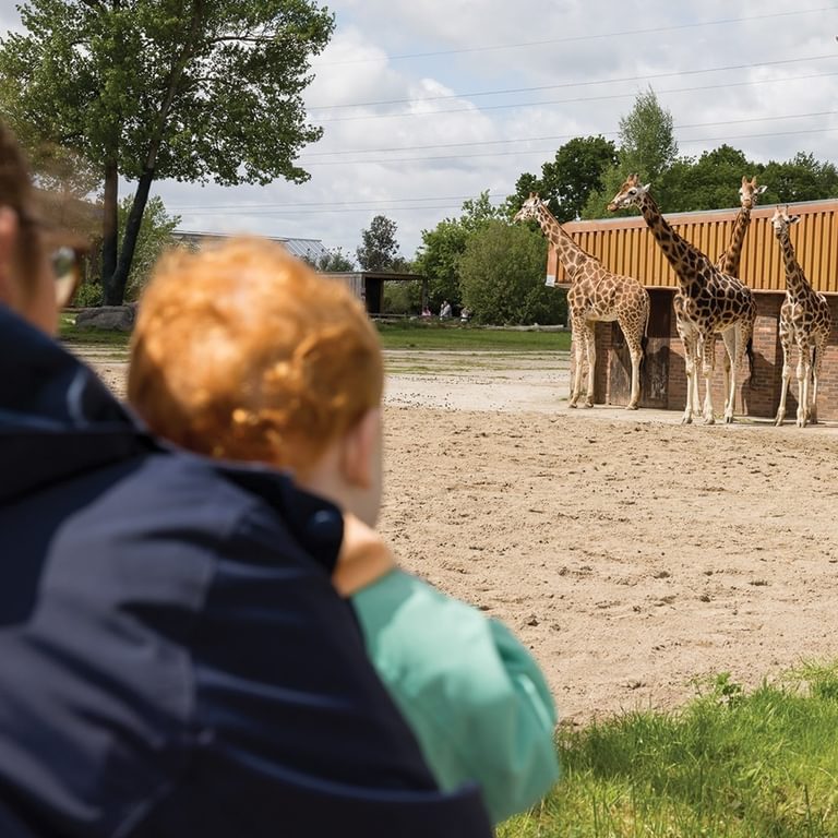 Family looking at the giraffes Chester20 Zoo