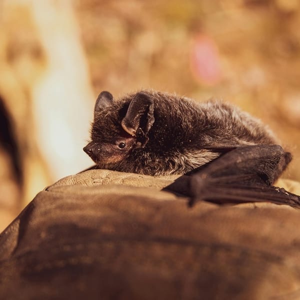 Bat walk Norton Priory