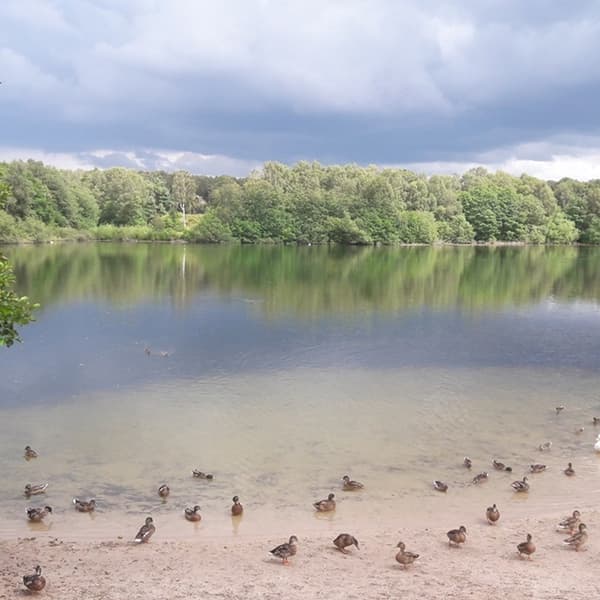 Brereton Heath