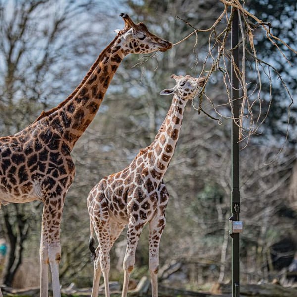 Chester Zoo 5