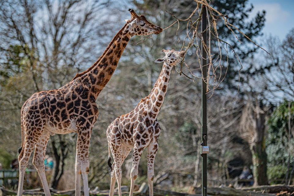 Chester Zoo 5