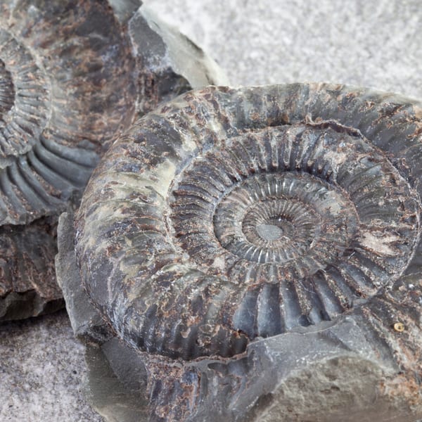 Fossils i Stock 181894129