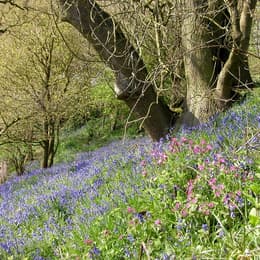 Lovell Arboretum
