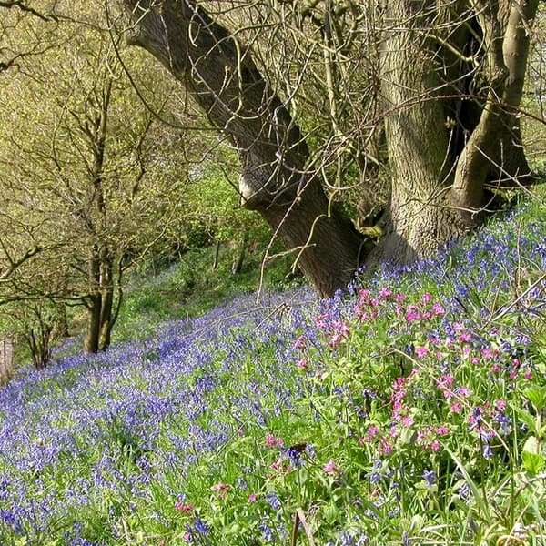 Lovell Arboretum