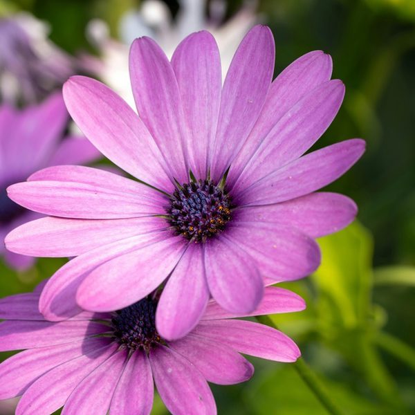 Plant Fair Capesthorne Hall