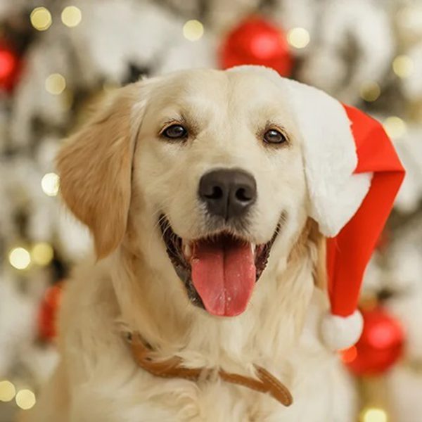 Santa Paws