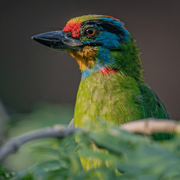 Blue throated barbet sqaure
