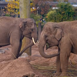 Elephant oct 2024 2