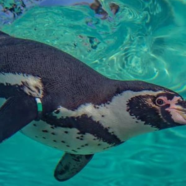 Humboldt penguin 6