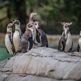 Humboldt penguins 01