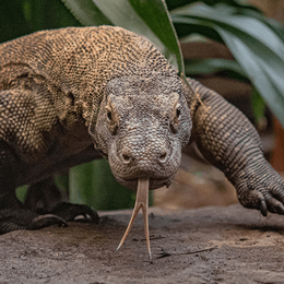 Komodo dragon predator tour sqaure