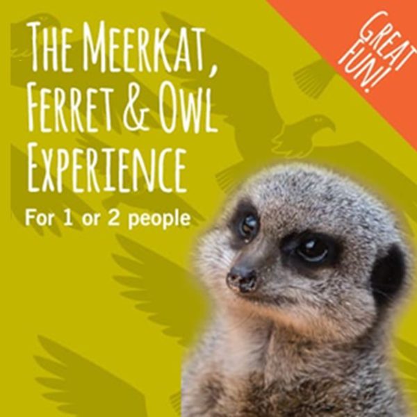 Meerkat