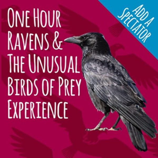 Raven