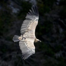 Vulture