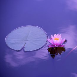 Yoga lotus square 002